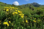19 Seguiamo sentierino nel prato fiorito di giallo tarassaco